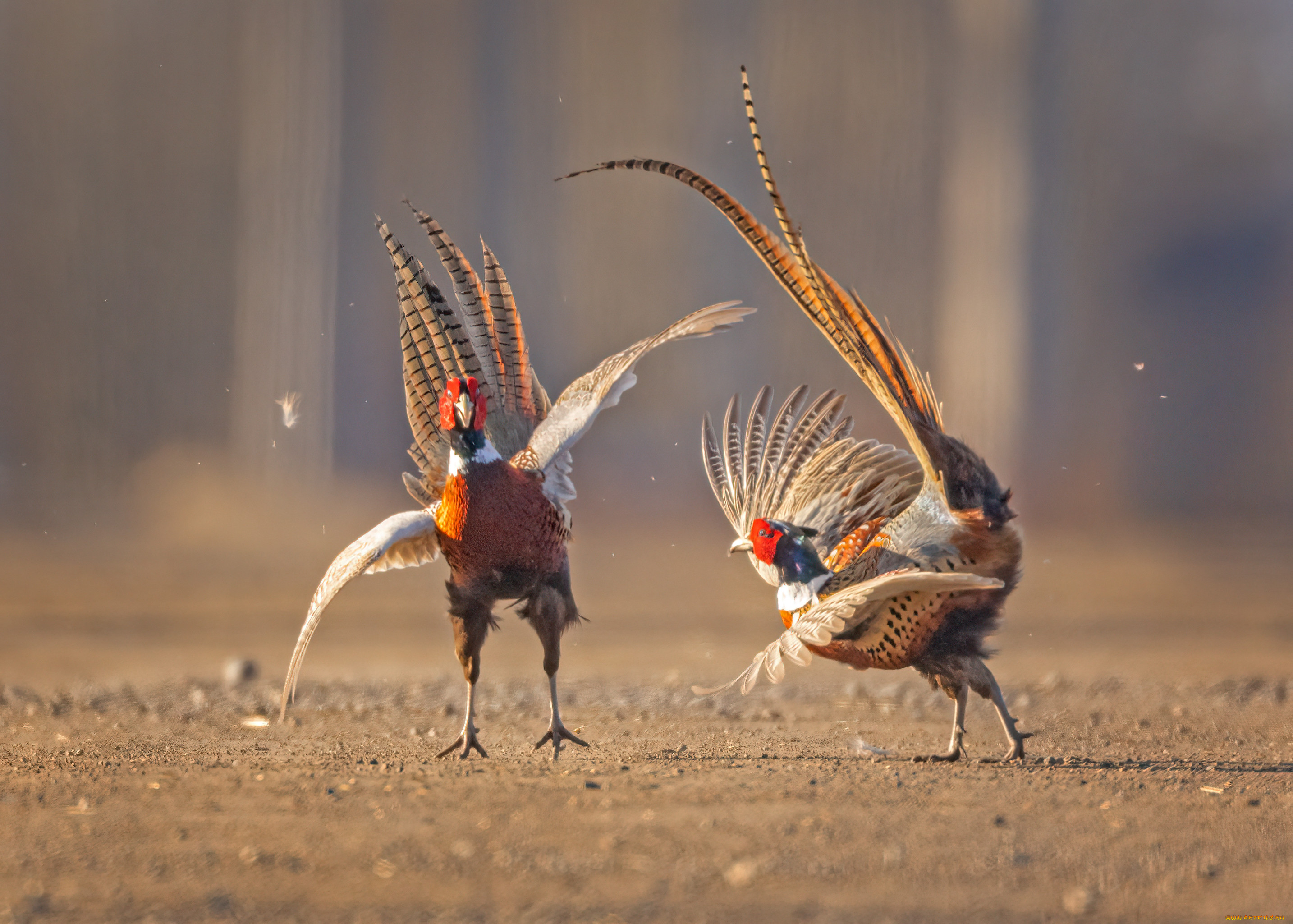 ��������, ������